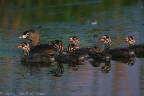 The Pied-billed Grebe family; mom and 7 young