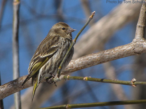 Pine Siskin with lesser amount of yellow