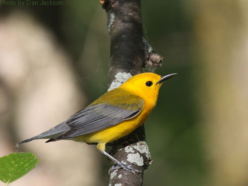 Prothonotary Warbler poses with its bright yellow color