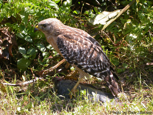 Red-shouldered hawk on ground among brush