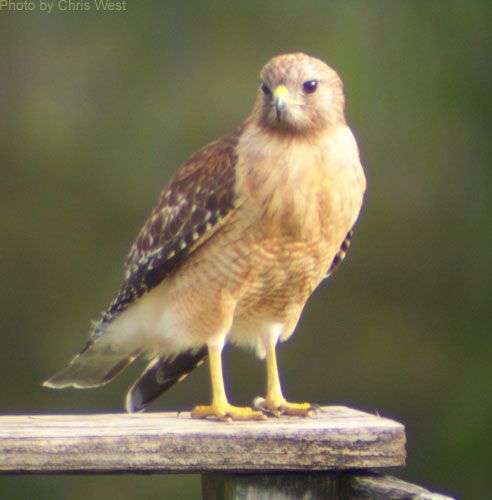 Red-shouldered Hawk standing on wooden fence rail