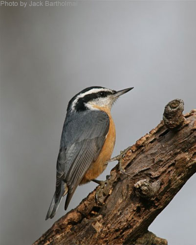 Red Breasted Nuthatch posing on a branch