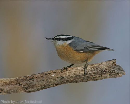 Red-breasted Nuthatch on a branch