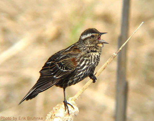 Young Red-winged Blackbird on a cattail