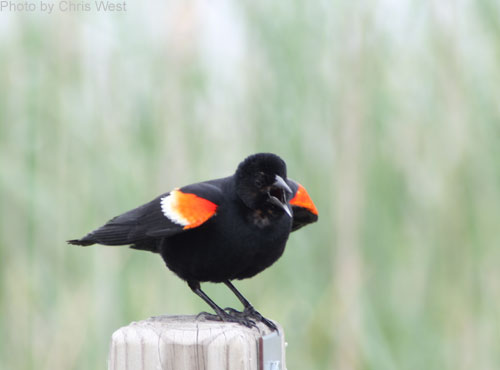 Red-winged Balckbird scolding the photographer from a post