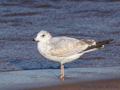 A juvenile Ring-billed Gull stands along a shore