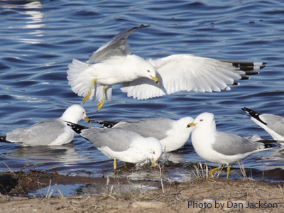 A group of Ring-billed Gulls on the shore