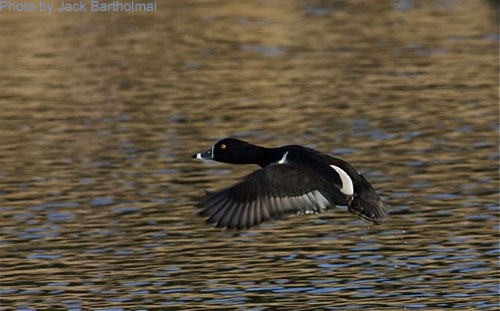 Male Ring-necked Duck in flight