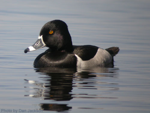 Close Up photo of a ring-necked duck