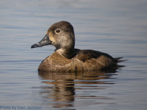Female Ring-necked Duck in water