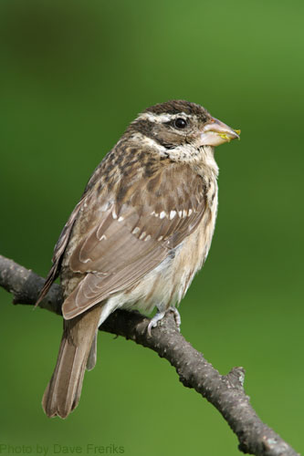 Female Red-breasted Grosbeak on branch with food