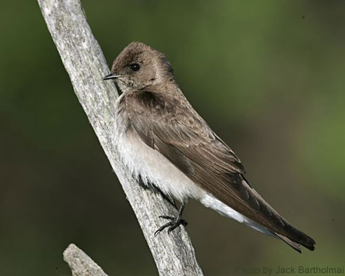Close-up of a Northern Rough-winged Swallow