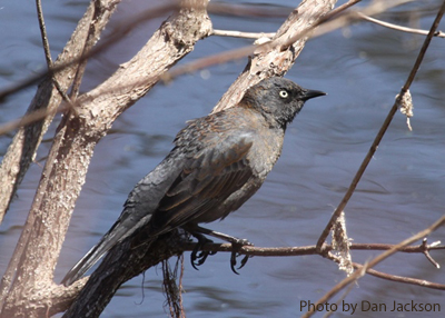 Rusty Blackbird perched over water