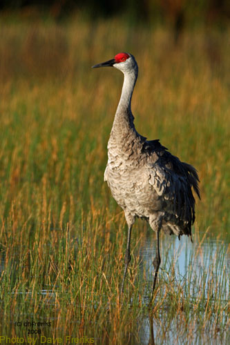 Sandhill Crane standing among wetland grasses 