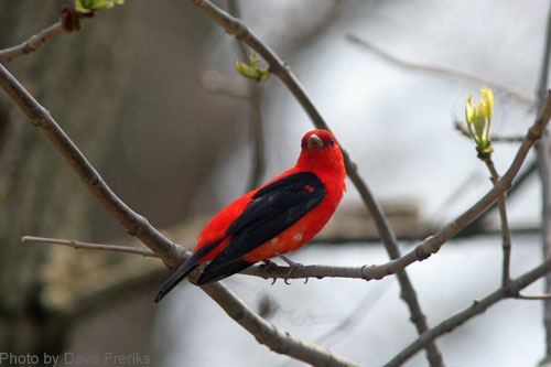 Male Scarlet Tanager on a tree branch
