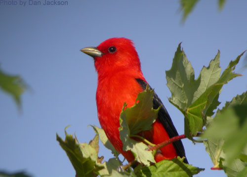 Scarlet Tanager high in a maple tree