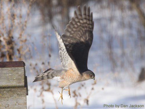 Sharp-shinned Hawk taking flight from a bird feeder