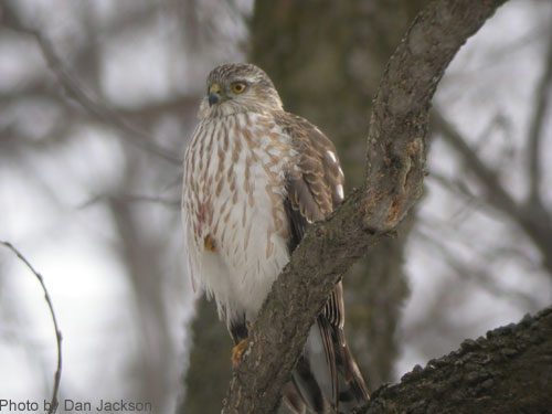 Sharp-shinned Hawk on a branch, showing breast markings