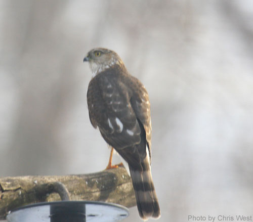 Sharp-shinned Hawk from the back