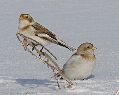 A pair of snow buntings on snow cover