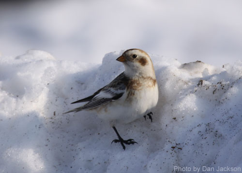 Snow Bunting on a snow bank