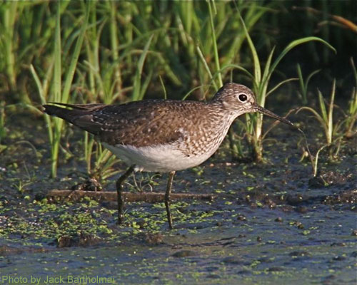 Solitary Sandpiper walking in the mud flats