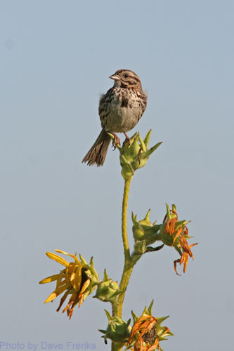 Song Sparrow sitting on top of Compass Plant