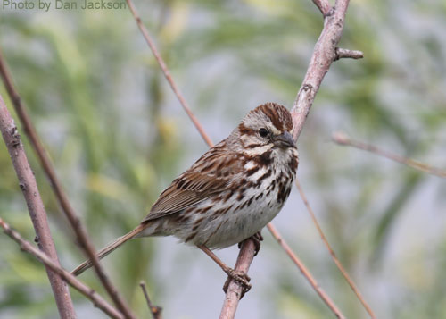 Song Sparrow on a shrub