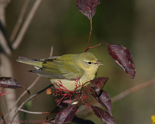 Tennessee Warbler sitting on dogwood