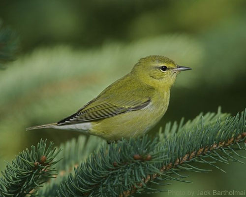 Tennessee Warbler on spruce tree