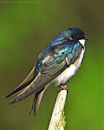 Tree swallow on branch tip showing blue and green of feathers