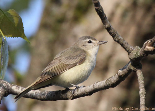 Warbling Vireo on a branch