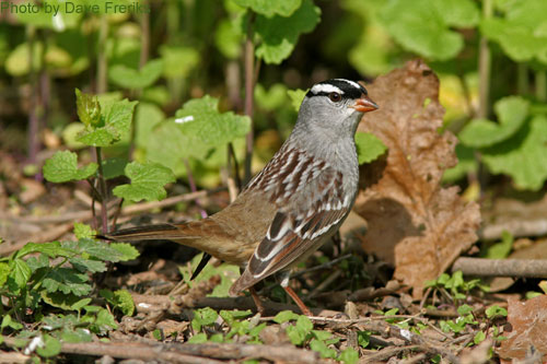White-crowned Sparrow in the garlic mustard patch