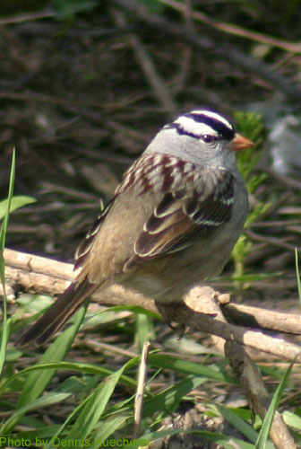 White-crowned Sparrow looking over its shoulder