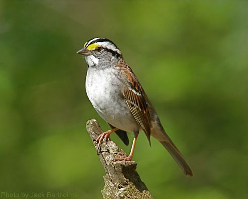 White-throated sparrow atop a small branch