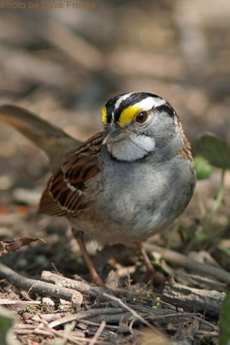 White-throated Sparrow poses for the camera