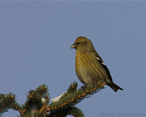Female white-winged crossbill sitting at top of spruce tree