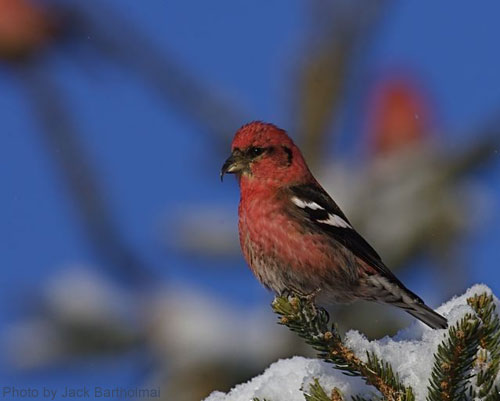 Male White-winged Crossbill on top of snow covered spruce