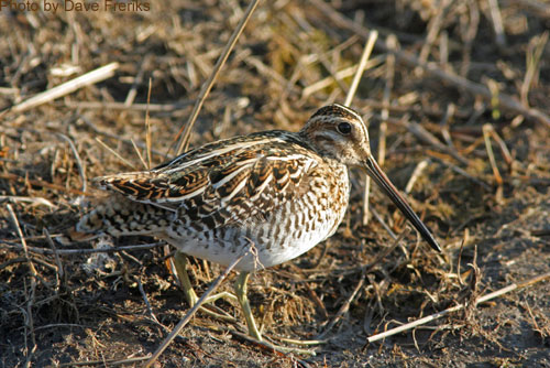 Close up of a Wilson's Snipe struting along the ground