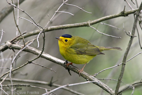 Wilson's Warbler on a branch