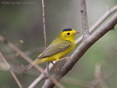 A Wilson's Warbler poses for the camera