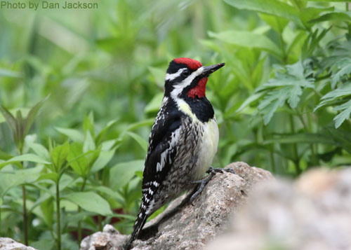 Yellow-bellied Sapsucker standing on a rock