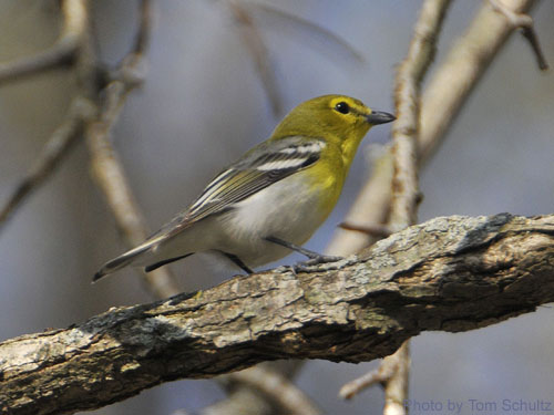 Yellow-throated Vireo on tree branch