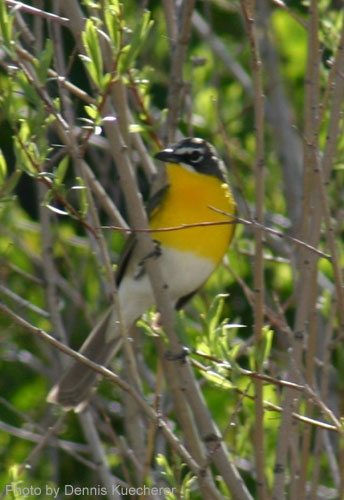 Yellow-breasted Chat showing off its name