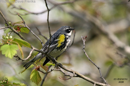 Yellow-rumped Warbler view from the back