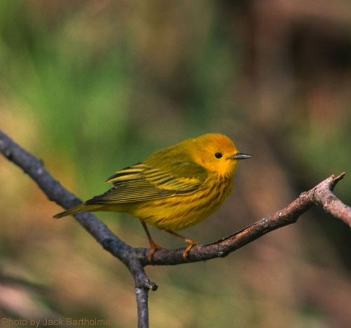 Male Yellow Warbler poses for a picture
