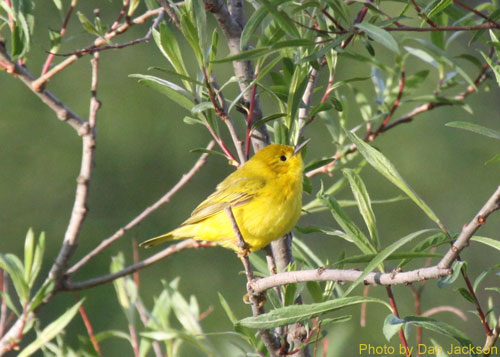 Female Yellow warbler in a willow tree