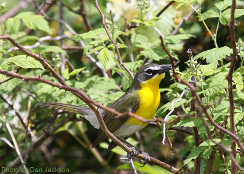 Yellow-breasted Chat in the thicket